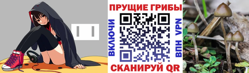 Псилоцибиновые грибы MAGIC MUSHROOMS  Купить  Абаза 